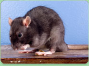 rat control Spelthorne