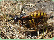 wasp control Spelthorne