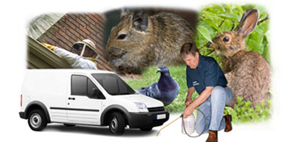 Spelthorne local van
